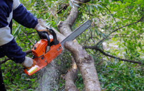 élaguer son arbre