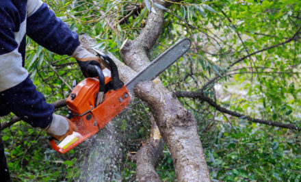 élaguer son arbre