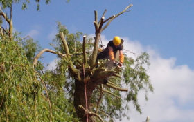 élaguer un arbre