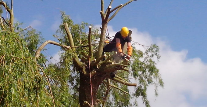 élaguer un arbre